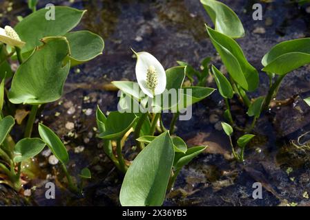 Sumpf-Calla, Calla palustris, ist eine Wasserpflanze mit weissen Blueten. La calla palustris è una pianta acquatica dai fiori bianchi. *** Ma Foto Stock