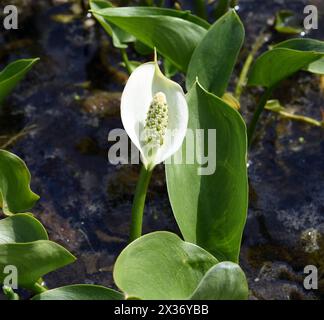 Sumpf-Calla, Calla palustris, ist eine Wasserpflanze mit weissen Blueten. La calla palustris è una pianta acquatica dai fiori bianchi. *** Ma Foto Stock