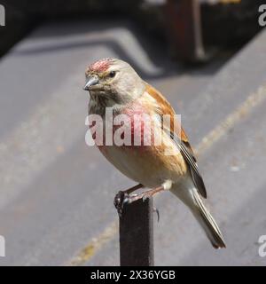 linnet comune in cima al tetto di una casa, immagine scattata in primavera con un maschio che mostra un piumaggio colorato (Linaria cannabina) Foto Stock