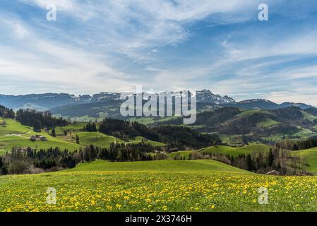 Paesaggio nelle Alpi Appenzello, vista su un prato di dente di leone sulle montagne Alpstein con Saentis, Canton Appenzello Innerrhoden, Svizzera Foto Stock
