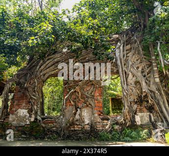 Vecchio muro di mattoni ricoperto di radici di alberi in una foresta tropicale Foto Stock