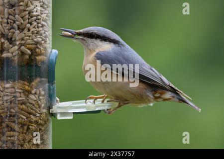 Nuthatch eurasiatica (Sitta europaea) che raccoglie cuori di girasole da un alimento per uccelli da giardino da portare ai suoi piccoli Foto Stock