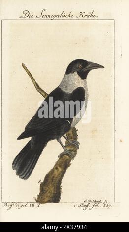 Corvo pied, albus Corvus. Die Sennegalische Krahe, Senegalische Krähe, Der Schildrabe, le Corbeau pie. Incisione a mano su lastra di rame di Johann Gottlieb Schmidt dopo un'illustrazione di Francesco-Nicolas Martinet dall'edizione di Bernhard Christian otto di Naturgeschichte der Vogel del conte di Buffon, storia naturale degli uccelli, Ben Joachim Pauli, Berlino, 1781. Foto Stock