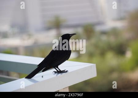 Tristram's starling (Onychognathus tristramii) seduto sul bordo del balcone Foto Stock