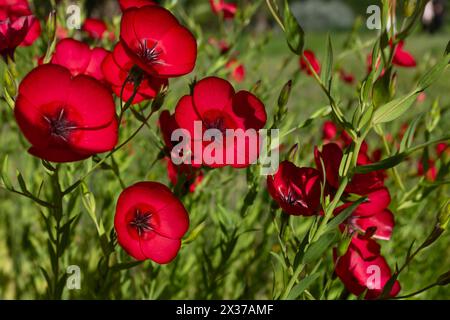 Primo piano dei fiori cremisi di un lembo di lino fiorito (Linum grandiflorum) Foto Stock