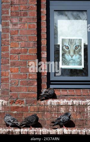 Piccioni sul poster del gatto della sporgenza sull'edificio, Wellington, Isola del Nord, nuova Zelanda Foto Stock