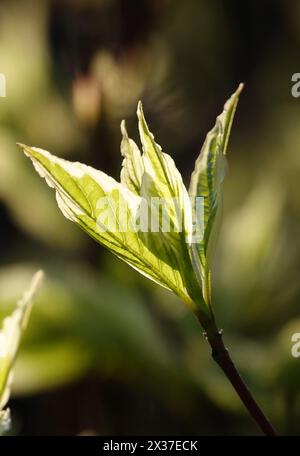 Risveglio primaverile - germogli verdi all'inizio della primavera su un ramo di pianta Foto Stock