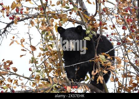orso nero in un melo di granchio in autunno mangiando le mele con le foglie autunnali nei colori rosso arancio e giallo 02 Foto Stock