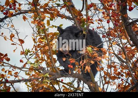 orso nero in un melo di granchio in autunno mangiando le mele con le foglie autunnali nei colori rosso arancio e giallo 01 Foto Stock