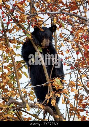 orso nero in piedi in un melo di granchio in autunno mangiando le mele con le foglie autunnali nei colori rosso arancio e giallo Foto Stock