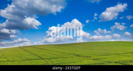Perfetto panorama primaverile, campo di grano verde. Vista dell'erba verde e del cielo blu, della natura e dell'ambiente estivo. Un'agricoltura idilliaca Foto Stock