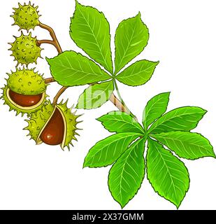 Illustrazione dettagliata colorata del ramo del castagno Illustrazione Vettoriale