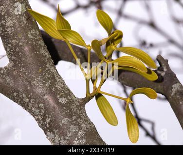 Parassita dell'albero di Mistletoe all'inizio della primavera su un ramo d'albero Foto Stock
