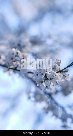 Striscione primaverile widescreen, rami di ciliegio in fiore sullo sfondo della natura all'aperto. Fiori sakura rosa, immagini romantiche da sogno, terra Foto Stock