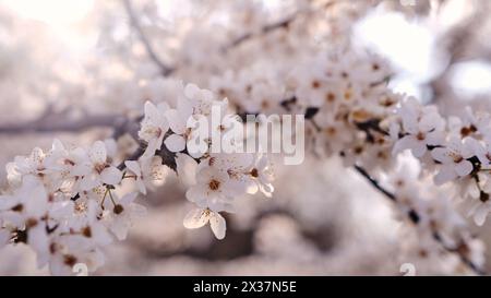 Striscione primaverile widescreen, rami di ciliegio in fiore sullo sfondo della natura all'aperto. Fiori sakura rosa, immagini romantiche da sogno, terra Foto Stock