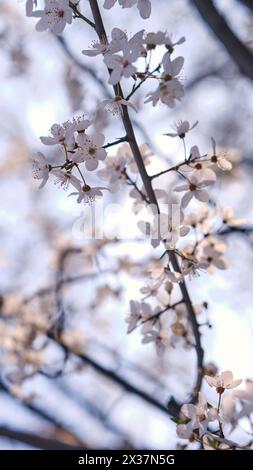 Striscione primaverile widescreen, rami di ciliegio in fiore sullo sfondo della natura all'aperto. Fiori sakura rosa, immagini romantiche da sogno, terra Foto Stock