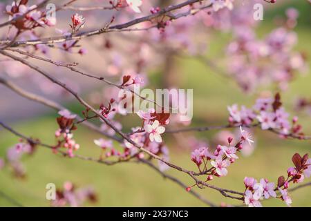 Striscione primaverile widescreen, rami di ciliegio in fiore sullo sfondo della natura all'aperto. Fiori sakura rosa, immagini romantiche da sogno, terra Foto Stock