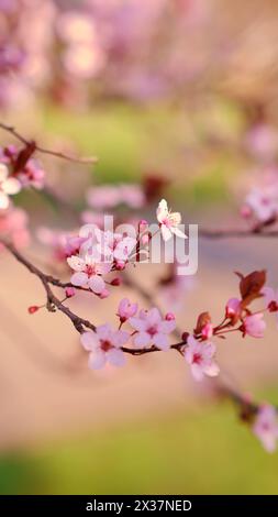 Striscione primaverile widescreen, rami di ciliegio in fiore sullo sfondo della natura all'aperto. Fiori sakura rosa, immagini romantiche da sogno, terra Foto Stock