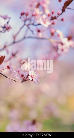 Striscione primaverile widescreen, rami di ciliegio in fiore sullo sfondo della natura all'aperto. Fiori sakura rosa, immagini romantiche da sogno, terra Foto Stock