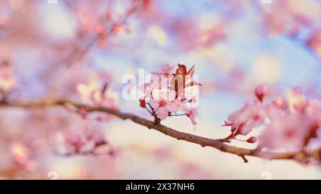 Striscione primaverile widescreen, rami di ciliegio in fiore sullo sfondo della natura all'aperto. Fiori sakura rosa, immagini romantiche da sogno, terra Foto Stock