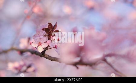 Striscione primaverile widescreen, rami di ciliegio in fiore sullo sfondo della natura all'aperto. Fiori sakura rosa, immagini romantiche da sogno, terra Foto Stock