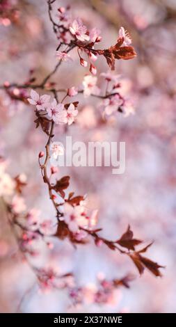 Striscione primaverile widescreen, rami di ciliegio in fiore sullo sfondo della natura all'aperto. Fiori sakura rosa, immagini romantiche da sogno, terra Foto Stock