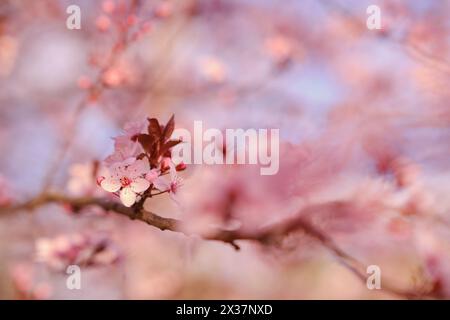 Striscione primaverile widescreen, rami di ciliegio in fiore sullo sfondo della natura all'aperto. Fiori sakura rosa, immagini romantiche da sogno, terra Foto Stock