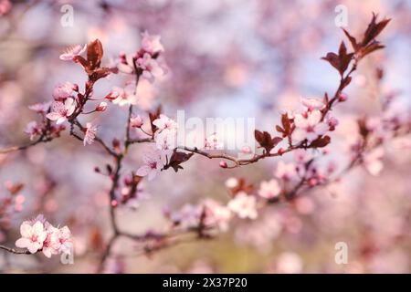 Striscione primaverile widescreen, rami di ciliegio in fiore sullo sfondo della natura all'aperto. Fiori sakura rosa, immagini romantiche da sogno, terra Foto Stock