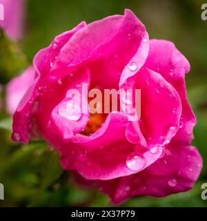 Una foto ravvicinata di una rosa in fiore in un'aiuola verde. Foto Stock