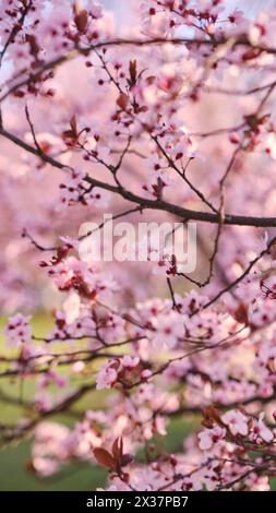 Striscione primaverile widescreen, rami di ciliegio in fiore sullo sfondo della natura all'aperto. Fiori sakura rosa, immagini romantiche da sogno, terra Foto Stock