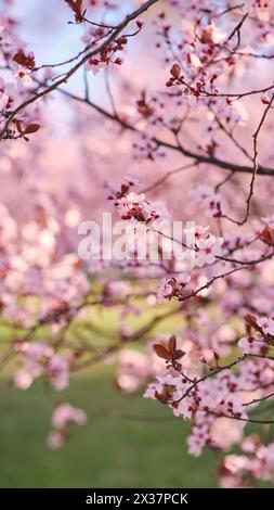 Striscione primaverile widescreen, rami di ciliegio in fiore sullo sfondo della natura all'aperto. Fiori sakura rosa, immagini romantiche da sogno, terra Foto Stock