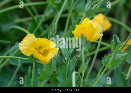 Glaucium flavum, papavero con corna gialla, papavero con corna gialla, papavero di mare, fiori gialli Foto Stock