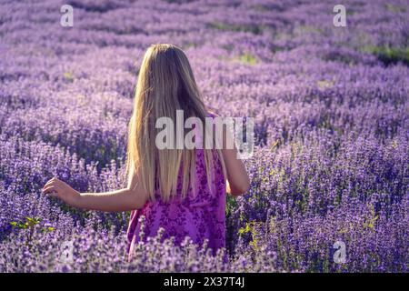 Raccolta della lavanda sul campo in un giornale brutto in un festival in Ungheria con il sole Foto Stock