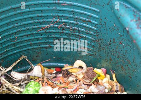 vermi da giardino che mangiano cibo di scarto nel contenitore del compost Foto Stock