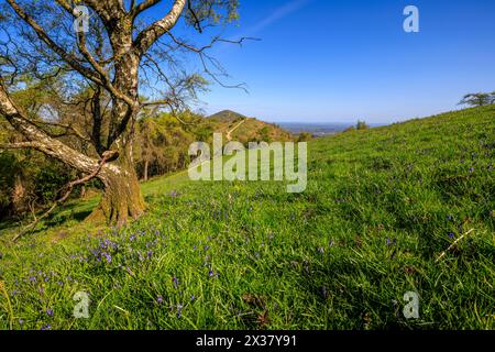 Campanelli su Jubilee Hill con Worcestershire Beacon sullo sfondo, Malverns, Worcestershire, Inghilterra Foto Stock