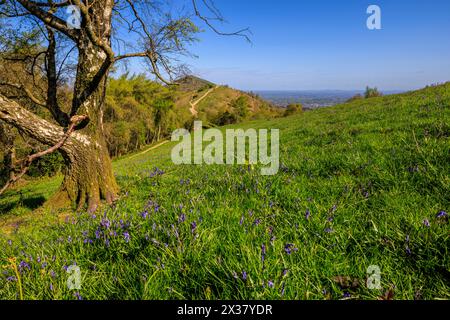 Campanelli su Jubilee Hill con Worcestershire Beacon sullo sfondo, Malverns, Worcestershire, Inghilterra Foto Stock