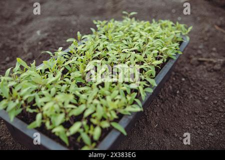 Piantine di pomodori in una scatola di plastica a terra Foto Stock