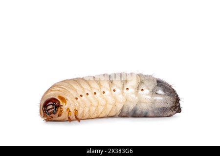 Larva o grub di Congo Rose chafer aka achnoda marginata peregrina. Posa di lati. Isolato su sfondo bianco. Foto Stock