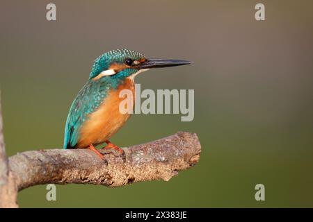 Common Kingfisher (Alcedo atthis bengalensis), male arroccato sul ramo di Hong Kong ottobre 2013 Foto Stock