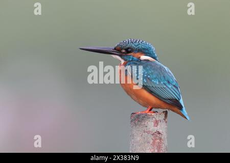 Common Kingfisher (Alcedo atthis (bengalensis)), adulto maschile vista laterale, Hong Kong novembre 2013 Foto Stock