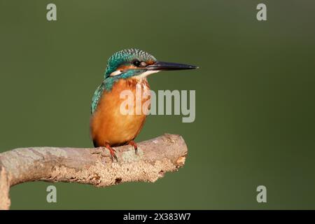 Common Kingfisher (Alcedo atthis bengalensis), male arroccato sul ramo di Hong Kong ottobre 2013 Foto Stock