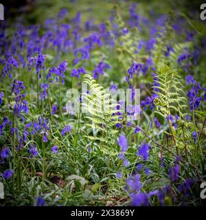 24 aprile 2024 - Bluebells in boschi, vicino al Ridgeway, nell'Oxfordshire. Foto Stock