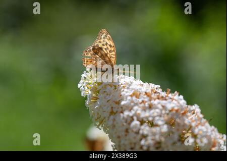 Farfalla "Emperor Mantle" (Argynnis paphia) sulla buddleia bianca nella natura verde Foto Stock