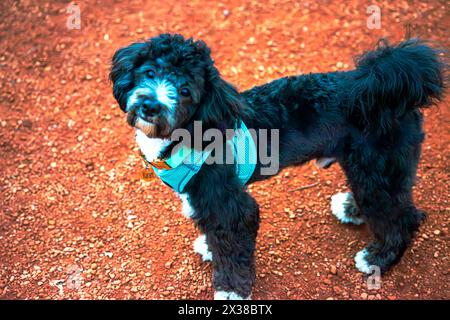 Un po' di Maltipoo si mette in guardia sulla strada che corre, osservando con fascino la macchina fotografica in mezzo all'avventura all'aria aperta. Foto Stock