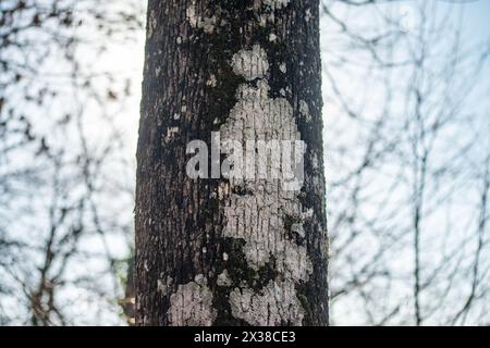 Un maestoso tronco d'albero si erge alto in mezzo alla tranquilla bellezza della foresta, a simboleggiare la forza e il fascino naturale. Foto Stock