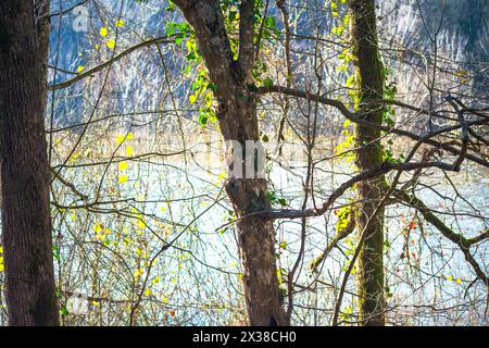 Una moltitudine di alberi crea un ambiente lussureggiante e sereno, incarnando la bellezza e la tranquillità della foresta. Foto Stock