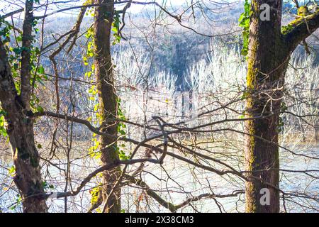 Una moltitudine di alberi crea un ambiente lussureggiante e sereno, incarnando la bellezza e la tranquillità della foresta. Foto Stock