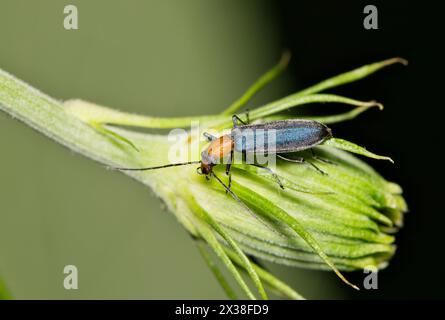 Falso coleottero vescicale (Heliocis repanda) insetto su bocciolo di fiori, natura Springtime parassita controllo agricoltura. Foto Stock