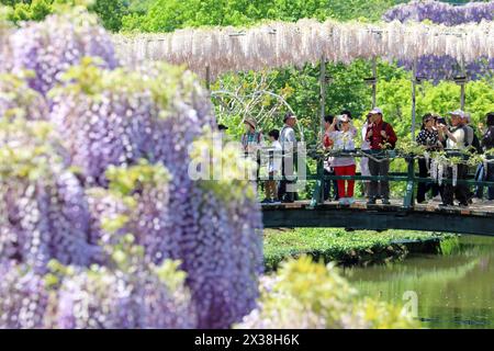 Ashikaga, Giappone. 25 aprile 2024. I visitatori fotografano la Wisteria Blossom bianca su un ponte di Wisteria presso il parco dei fiori di Ashikaga, in Giappone, che ha portato folle di visitatori a vedere e fotografare i lunghi sentieri di fiori viola. Crediti: Paul Brown/Alamy Live News Foto Stock