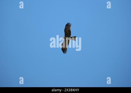 Aquilone nero, Milvus migrans, singolo uccello in volo Foto Stock